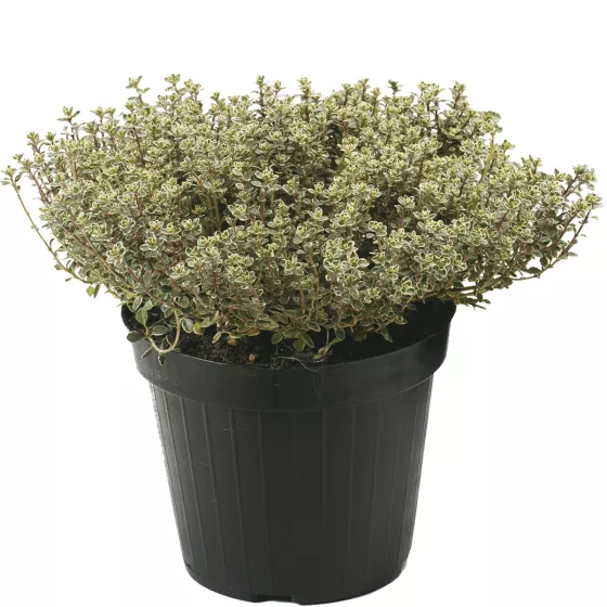 Collection Silver Queen
