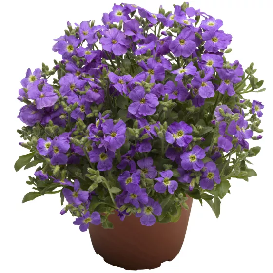 Axcent Light Blue