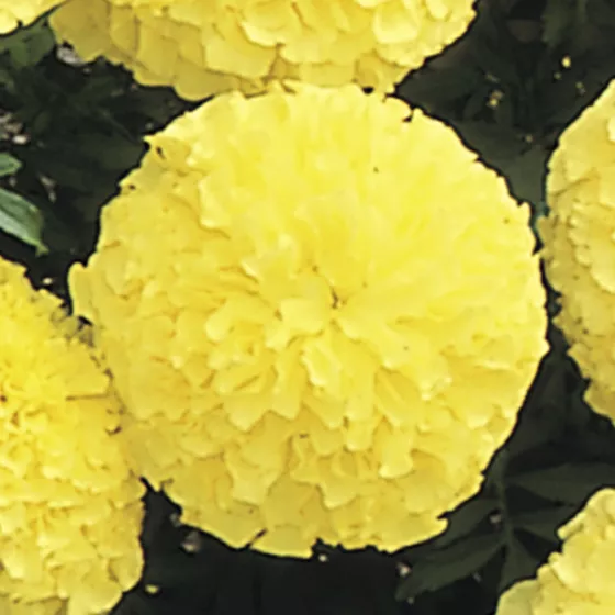 Inca II Primrose