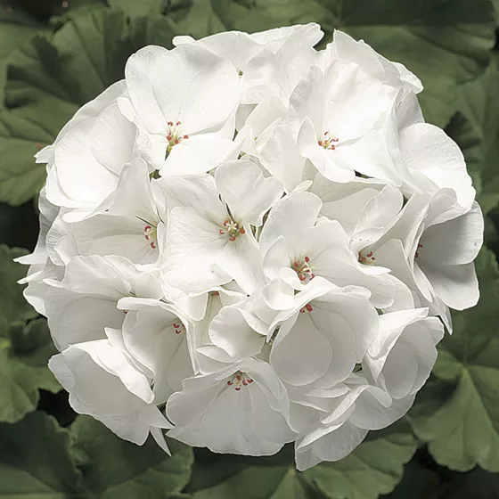 Ringo 2000 White