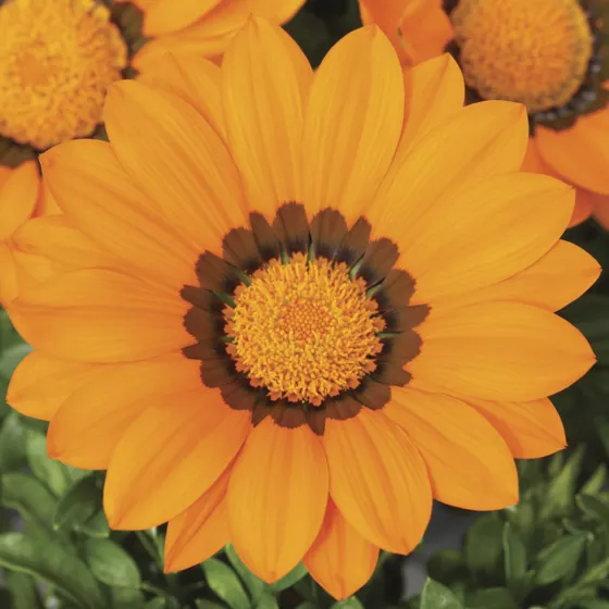 Gazoo® Orange with Ring
