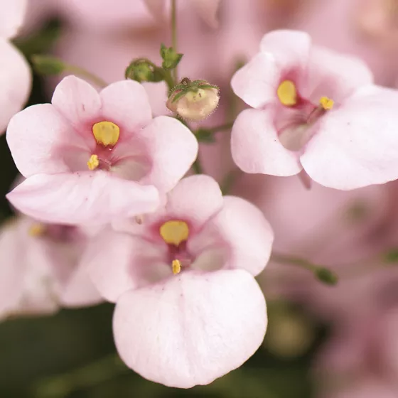 Flying Colors® Light Pink