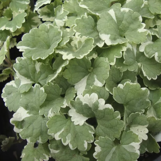 Glechoma hederacea
