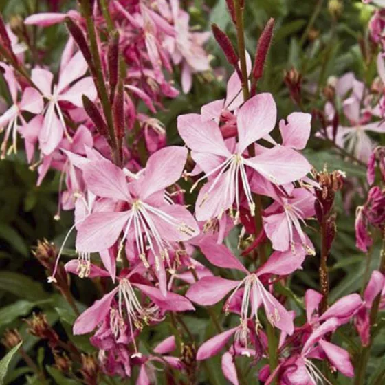 Geyser® Pink