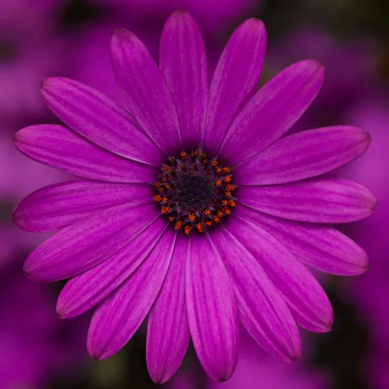 Tradewinds® Deep Purple | Syngenta Flowers