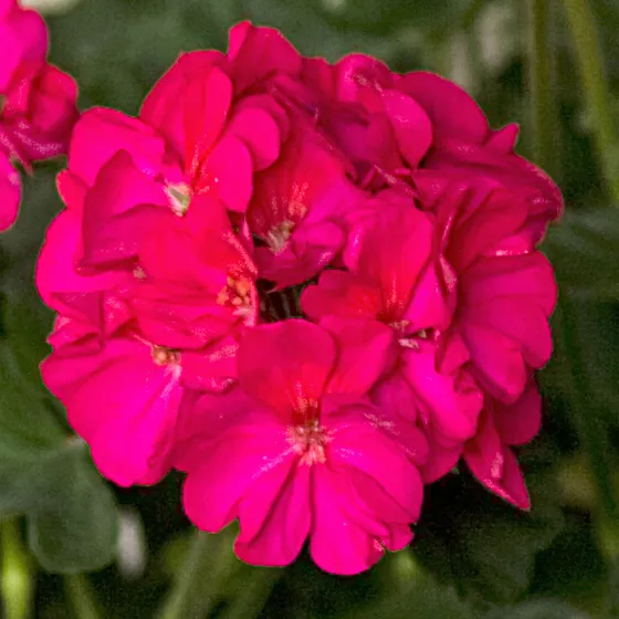 Tango® Neon Purple