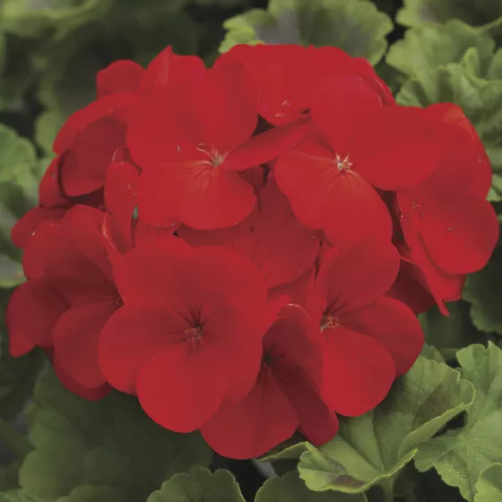 Pinto Premium Deep Red