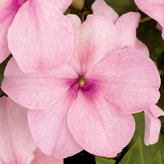 Xtreme Pink