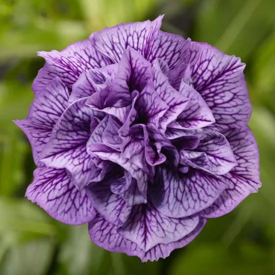 Fun House Double Violet Vein