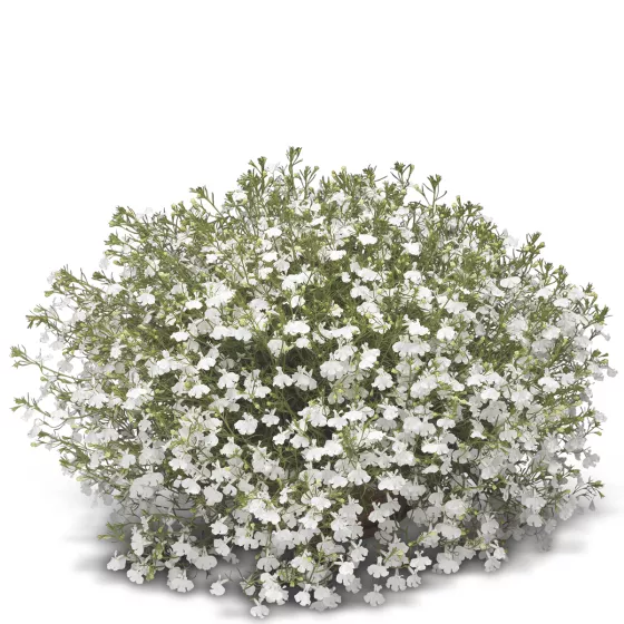 Laguna® Trailing White