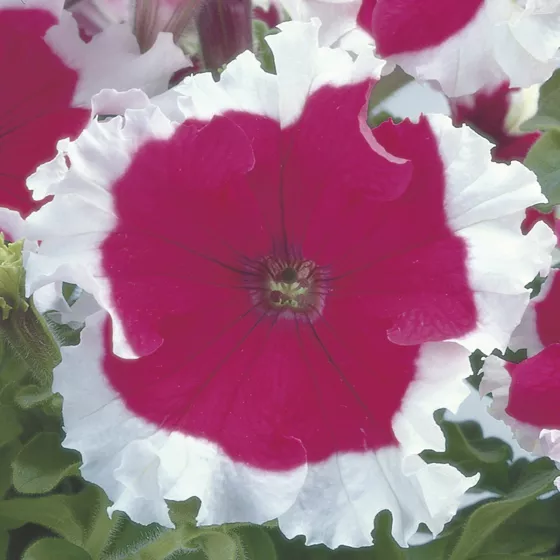 Frost Cherry