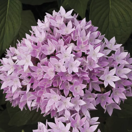 Starcluster Lavender