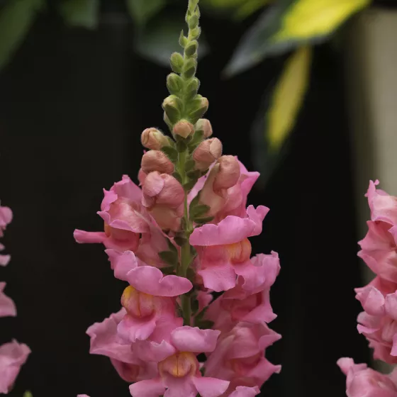 Sonnet Pink
