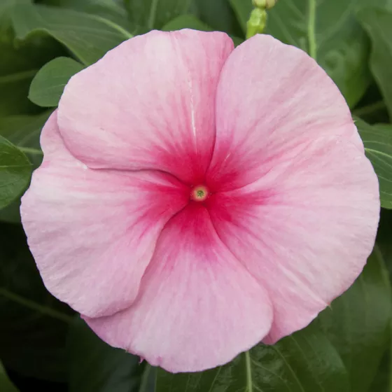 Cora Cascade XDR Strawberry