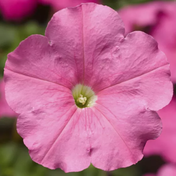 Damask® Pink