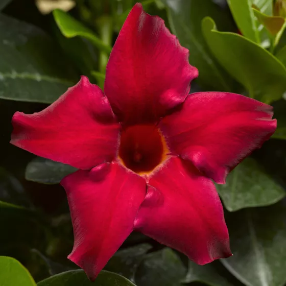 Rio® Petite Red