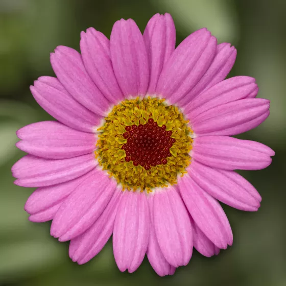 Molimba® M Pink
