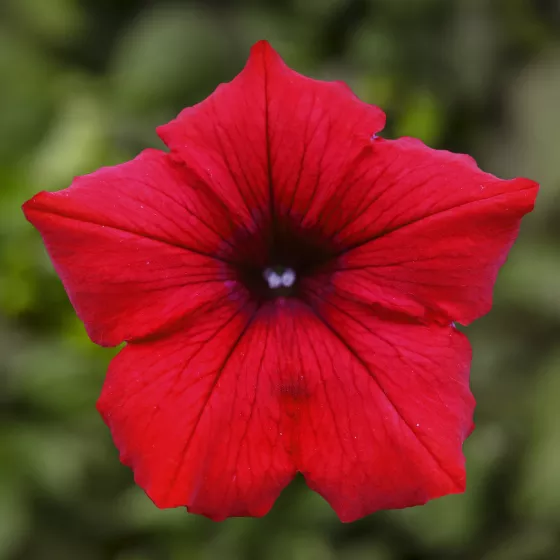 Surfinia® Deep Red