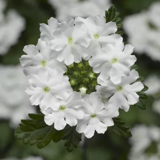 Lanai® Up White | Syngenta Flowers