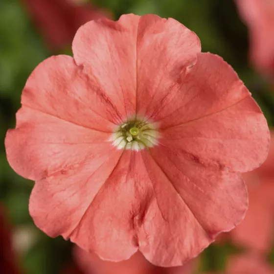Damask® Salmon