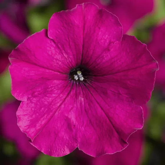 Damask® Purple