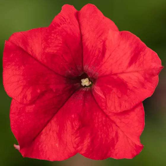 Duvet® Red Imp.