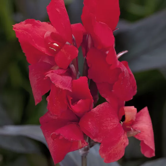 Cannova Scarlet Bronze Leaf