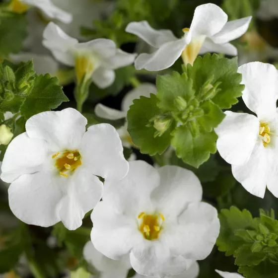 Cabana® Jumbo White