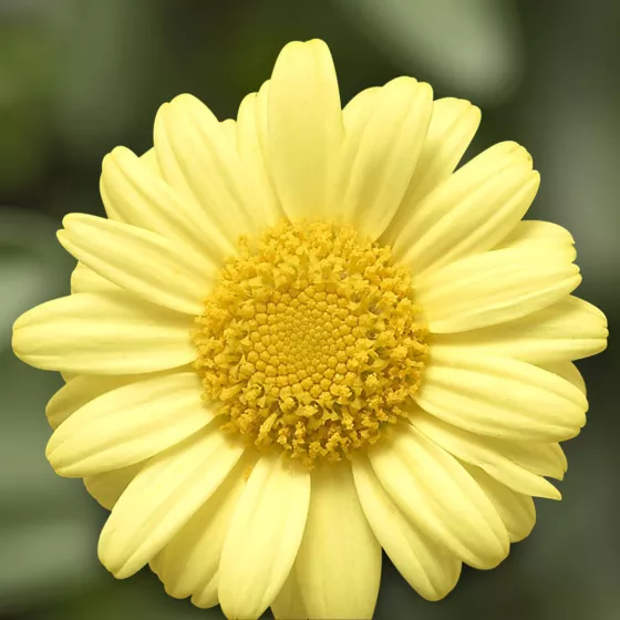 Molimba® M Yellow