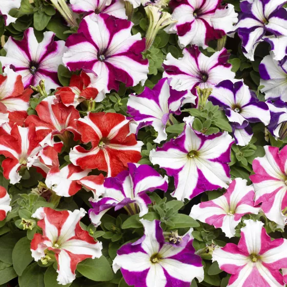 TriTunia Star Mix
