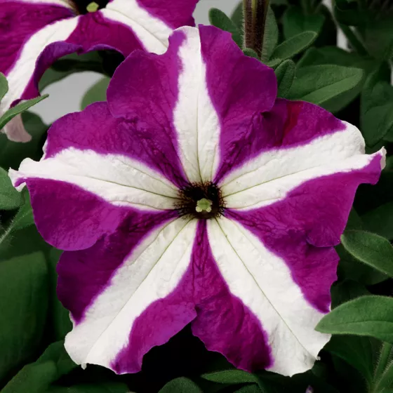 TriTunia Purple Star