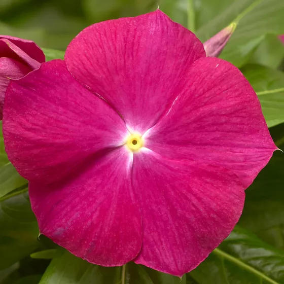 flower Cora XDR Cranberry | Syngenta Flowers