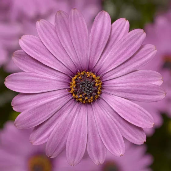 Tradewinds® Light Purple