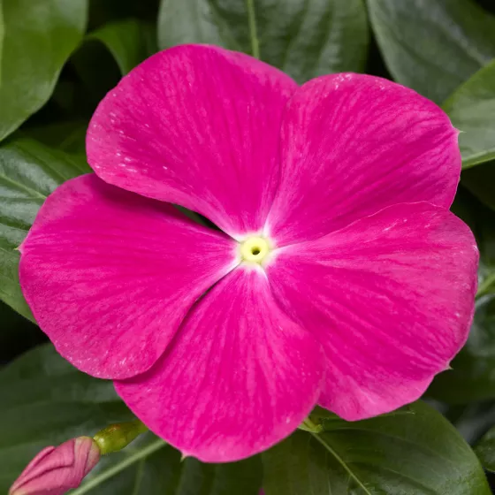 Cora Cascade XDR Bright Rose