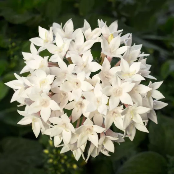 Starcluster White