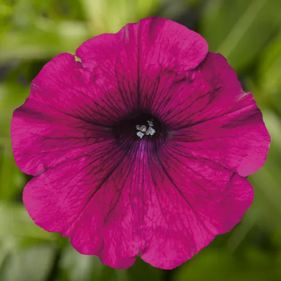 Sanguna® Purple