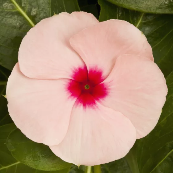 Cora XDR Apricot