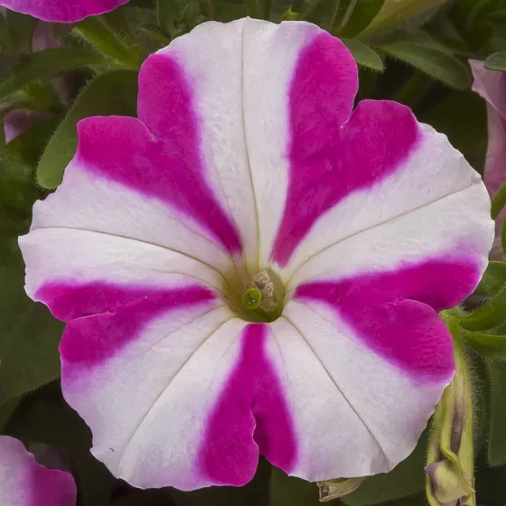 FotoFinish Rose Star
