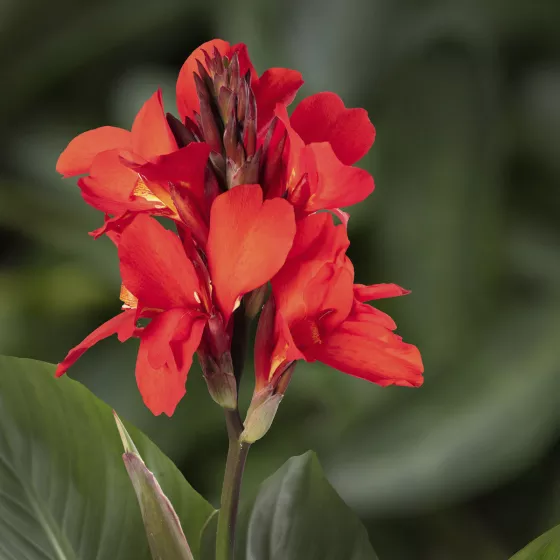 Cannova Scarlet