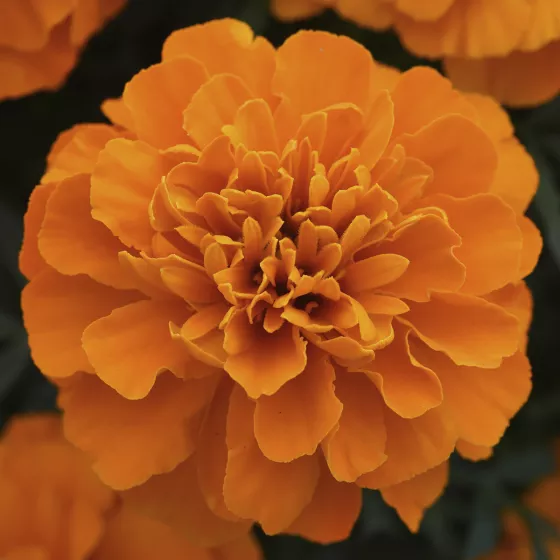 Aton Deep Orange