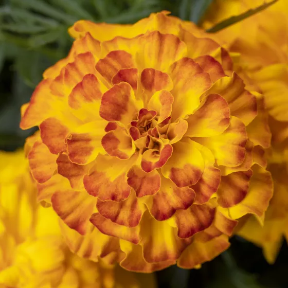 Endurance Sunset Gold