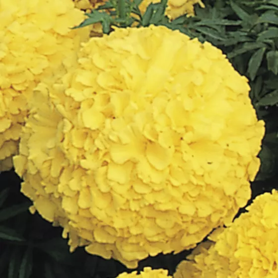 Inca II Yellow
