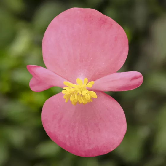 Eureka Pink | Syngenta Flowers