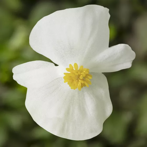Eureka White