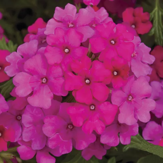 Magelana Hot Rose