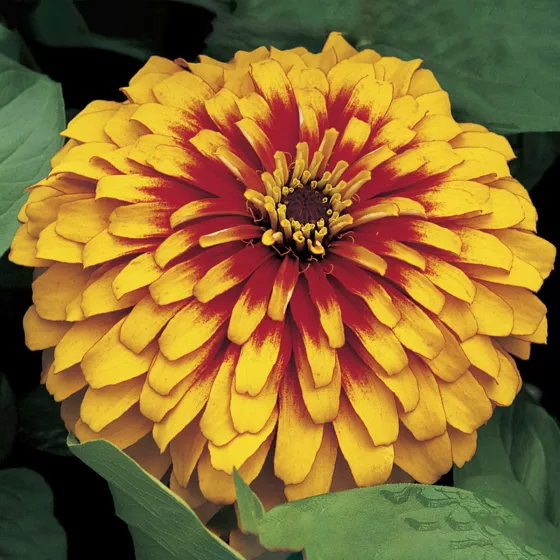 Swizzle Scarlet & Yellow