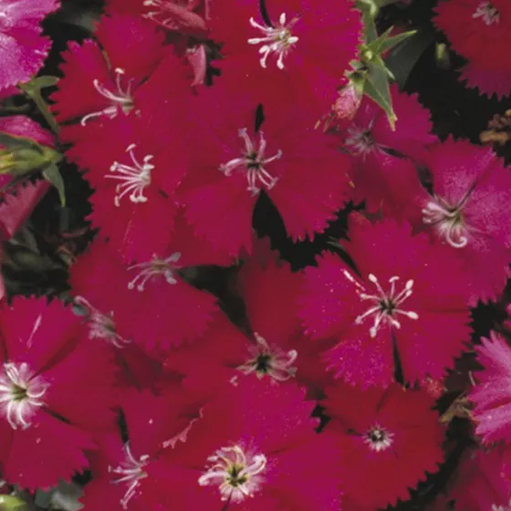 Emperado Rose