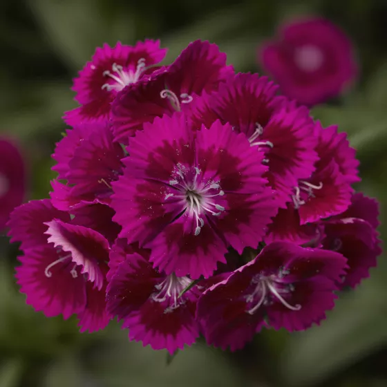 Diabunda® Purple