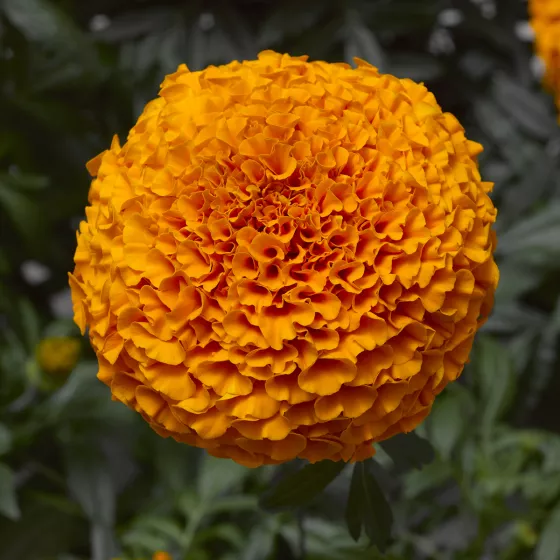 Inca II Deep Orange