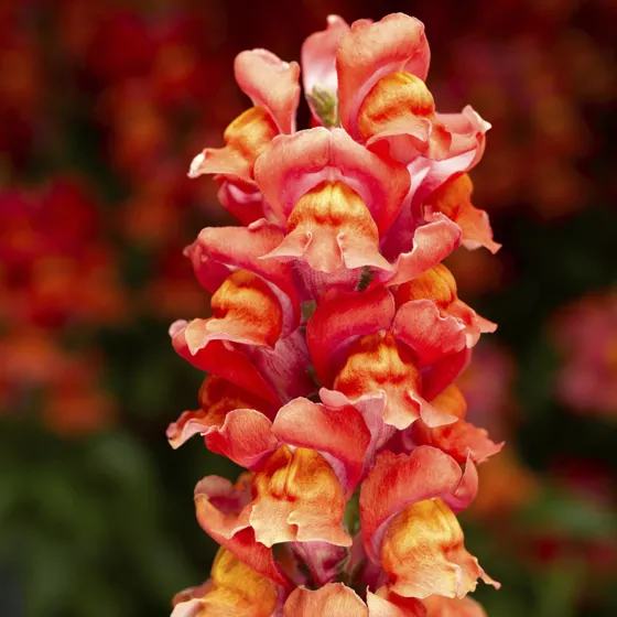Snaptastic Scarlet Orange